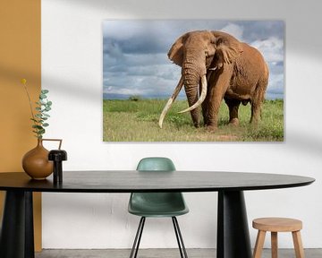 Porträt von Tim de Tusker, einem geliebten afrikanischen Elefanten im Amboseli-Nationalpark in Kenia von Nature in Stock