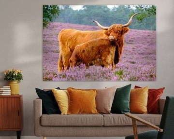 Scottish Highland cattle with calf in a blooming heather field by Sjoerd van der Wal Photography