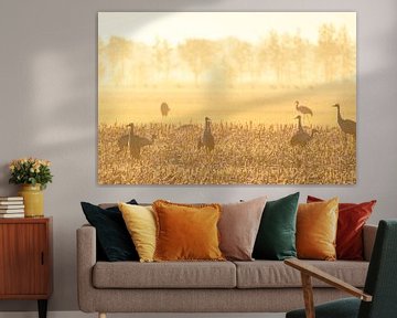 Les grues au lever du soleil en automne sur Sjoerd van der Wal Photographie