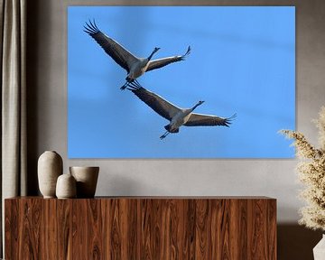 Crane flying in mid air during migration season by Sjoerd van der Wal Photography