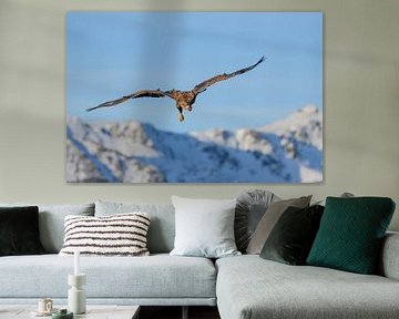 Seeadler oder Seeadler auf der Jagd am Himmel von Sjoerd van der Wal Fotografie