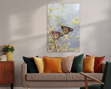 Zwei Monarch-Schmetterlinge von Petra Brouwer