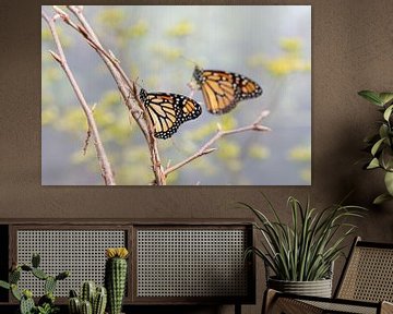 Twee Monarch vlinders van Petra Brouwer