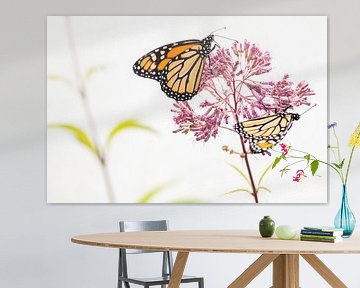 twee monarch vlinders van Petra Brouwer