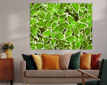 Green Leaves (Bladeren in Groen) van Caroline Lichthart