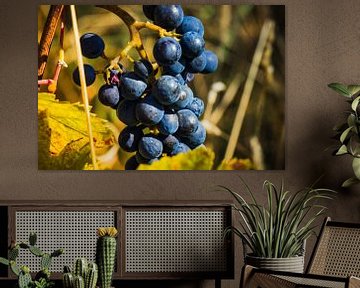 Grape picking Belgium