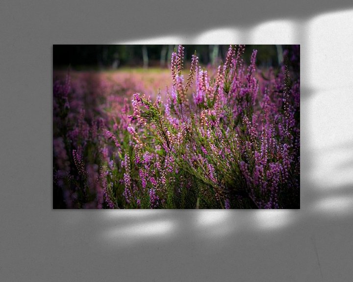 Sfeerimpressie: Heide in bloei van Dirk Smit