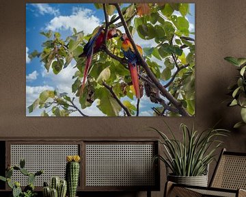 Bright red macaw during courtship in Costa Rica by Tilo Grellmann