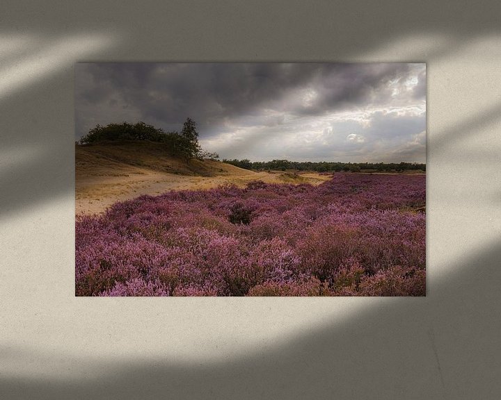 Sfeerimpressie: Heide in bloei van Dirk Smit