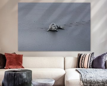 Zeehondje op Ameland