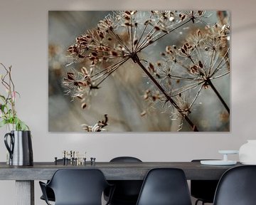 Schöne Blüten sind nicht hässlich...  Wilde Karotte in grauer Umgebung von KB Design & Photography (Karen Brouwer)