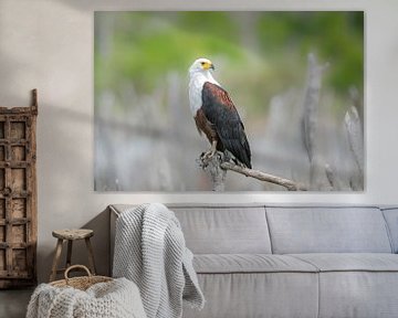 Vis Arend (African Fish Eagle) van Francois du Plessis