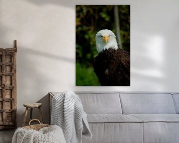 Amerikanischer Weißkopfseeadler von Diebe Media