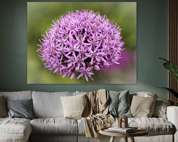 Allium by Rob Boon