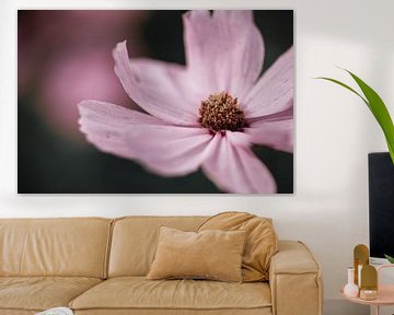 Grand Cosmos rose / Fleur de Cosmea sur fond sombre sur KB Design & Photography (Karen Brouwer)