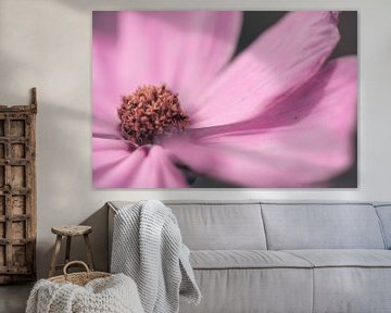 Grote roze Cosmos / Cosmea bloem close-up van KB Design & Photography (Karen Brouwer)
