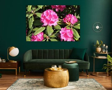 Rhododendron in pink