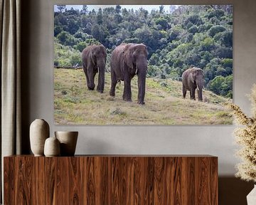 Trio of elephants Color by Roelinda Tip