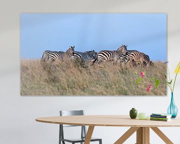 Zebras im Abendlicht von Angelika Stern