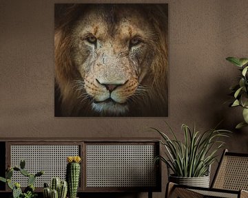 Close-up van een leeuw van Suzanne Schoepe