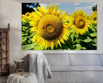 Champ de tournesol avec une abeille occupée