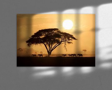 Silhouette einer Gruppe von Zebras (Equus quagga burchellii), die bei Sonnenuntergang an einem große von Nature in Stock