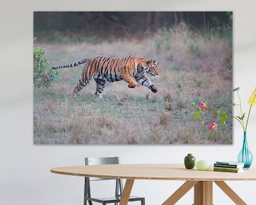 Rennende Bengaalse tijger (Panthera tigris tigris) over een open plek in het bos van Nature in Stock