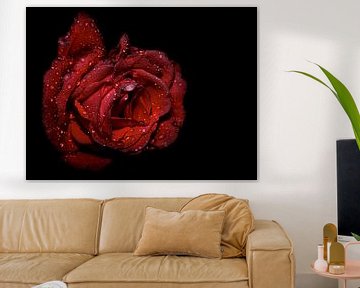 Glinsterende Rode roos van Ruud Overes