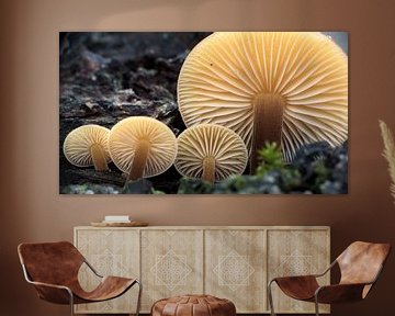 Stralende paddenstoelen van Ruud Overes