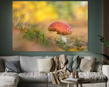 Vliegenzwam paddenstoel met fraai bokeh van John van de Gazelle fotografie