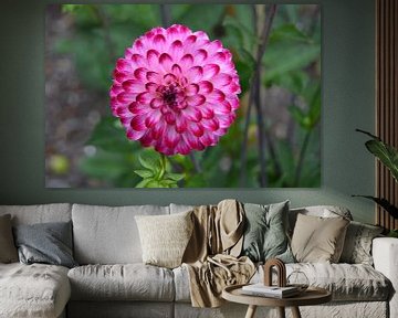 Chrysanthemum roze van Patricia Leeman
