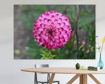 Chrysanthemum roze van Patricia Leeman