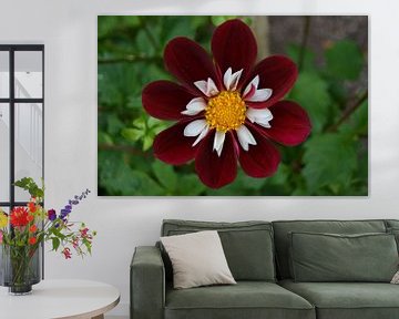 Chrysanthemum, Rood/wit van Patricia Leeman