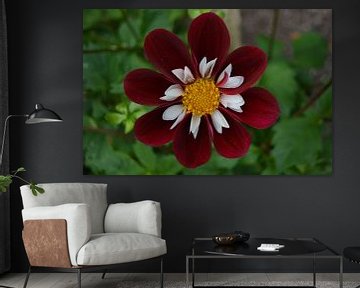 Chrysanthemum, Rood/wit van Patricia Leeman