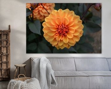 Chrysantheme, Orange von Patricia Leeman