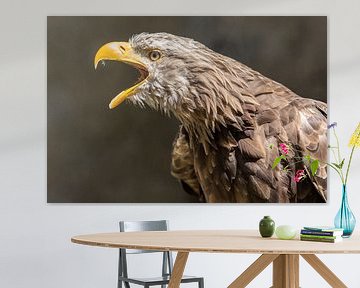 White-tailed eagle by Uwe Ulrich Grün