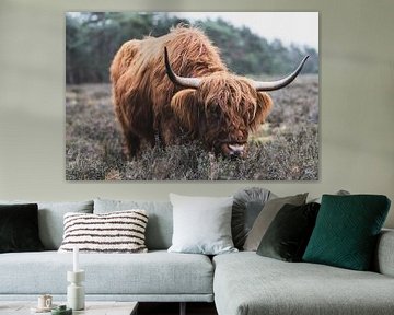 Portrait d'une vache Highlander écossaise dans la nature sur Sjoerd van der Wal Photographie