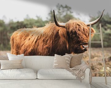 Portret van een Schotse Hooglander koe in de natuur van Sjoerd van der Wal Fotografie