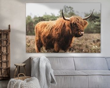 Porträt einer schottischen Hochlandkuh in der Natur von Sjoerd van der Wal