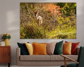 Meeting with a roe deer in autumn by Marjolein van Middelkoop