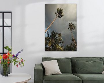 Palm trees on tropical island travel print by Olivier Bessems Photography