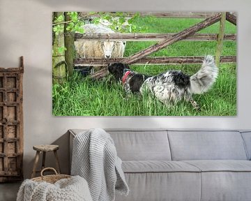 Rencontre rurale entre chien et mouton sur Ruud Overes