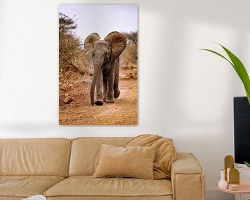 Jeune éléphant, Afrique du Sud