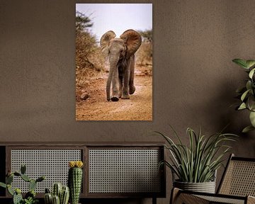 Junger Elefant, Südafrika