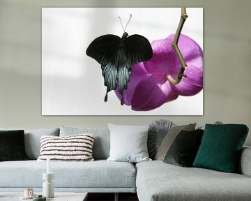 Black butterfly on pink orchid with white background by Tessa Louwerens