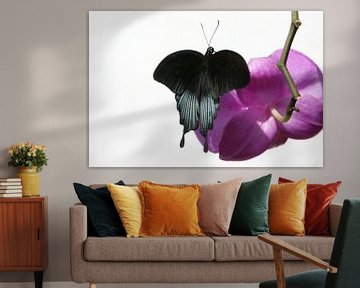 Schmetterling auf Orchidee von Tessa Louwerens