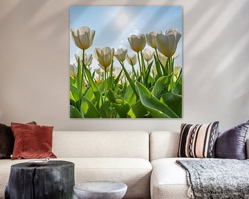 Witte tulpen op een zonnige dag van Remco-Daniël Gielen Photography