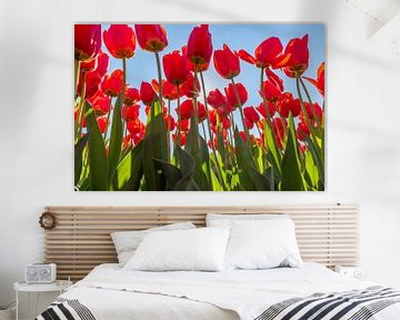 Rode tulpen op een zonnige dag van Remco-Daniël Gielen Photography