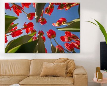 Des tulipes rouges avec un ciel bleu sur Remco-Daniël Gielen Photography