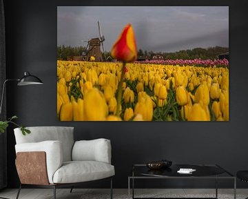 Oranje tulp in geel tulpenveld van Remco-Daniël Gielen Photography